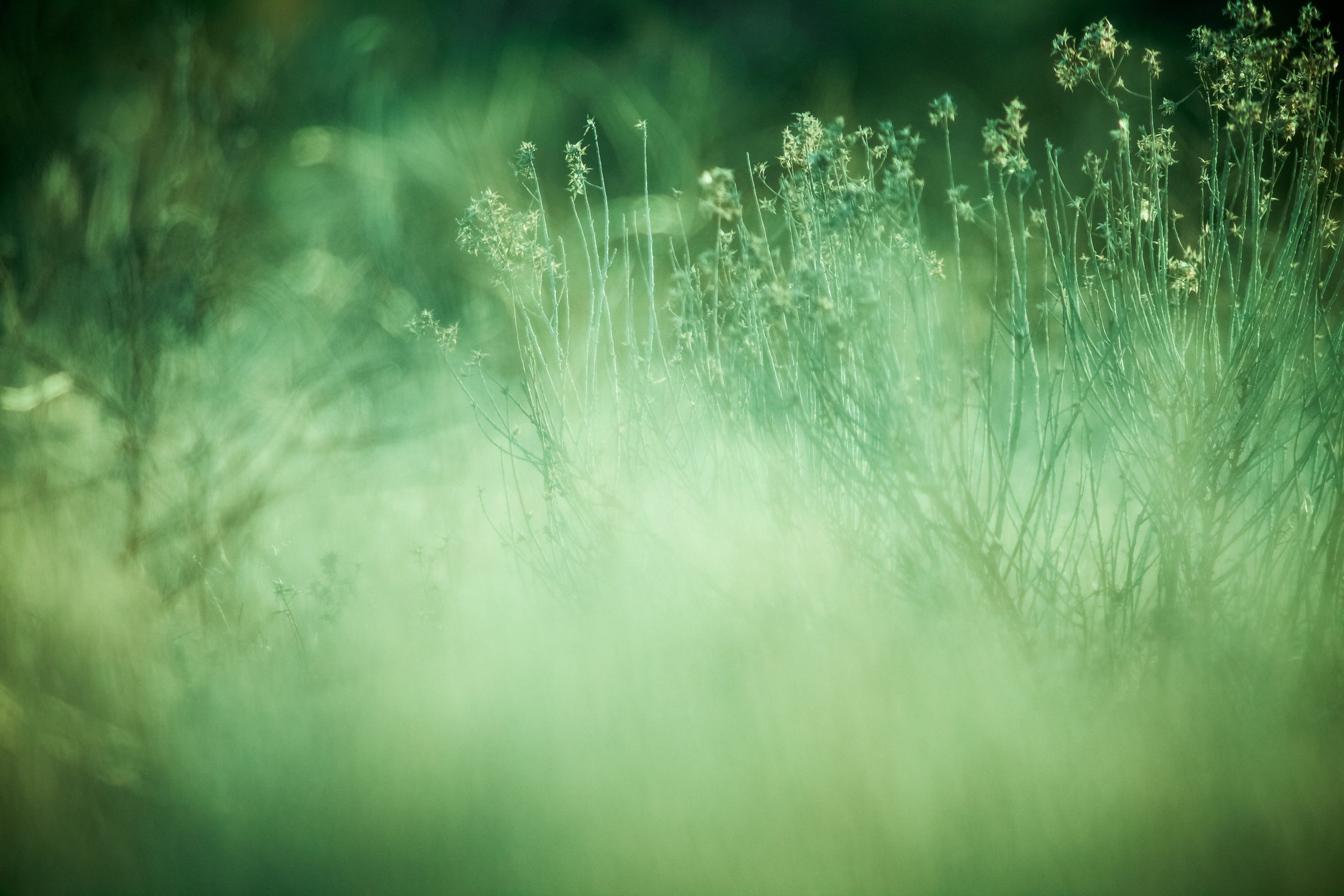 Green Nature Background Sage